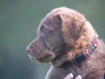 Toos 6,5 week